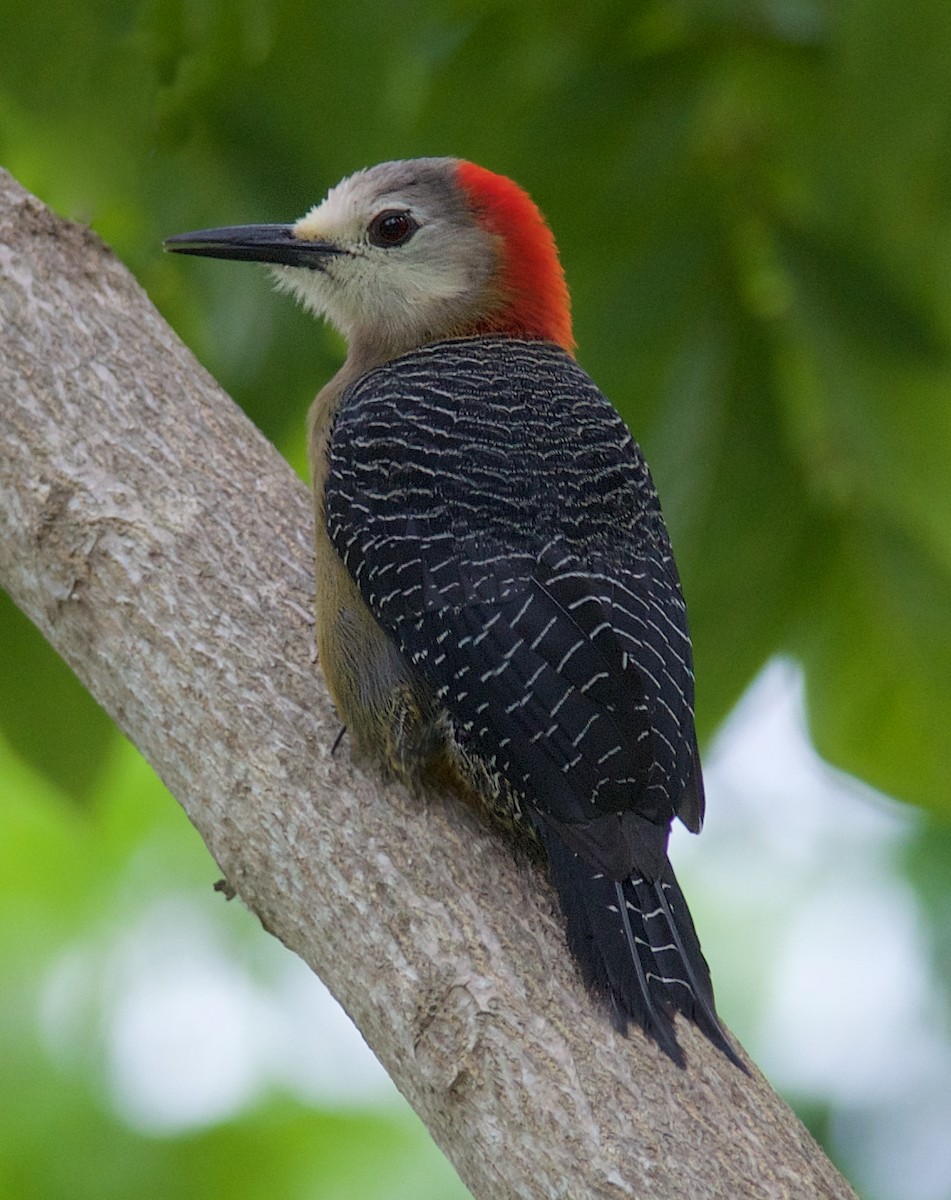 Jamaican Woodpecker - Clayton Burne