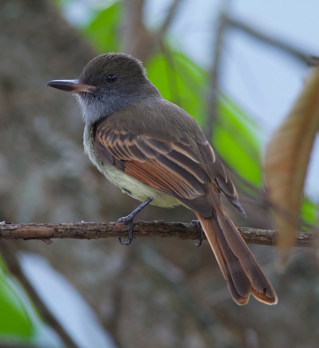 Rufous-tailed Flycatcher - ML269433141
