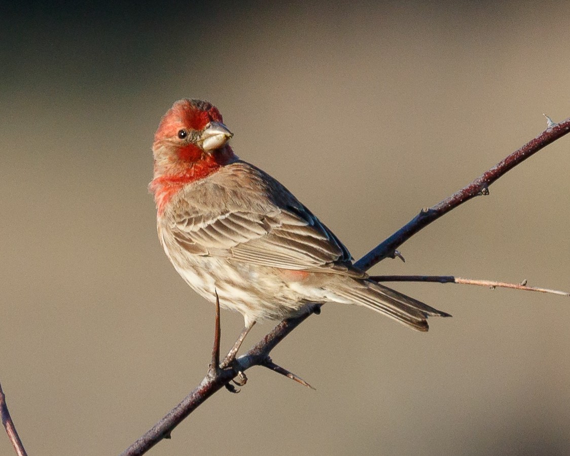 House Finch - Jeff Stacey