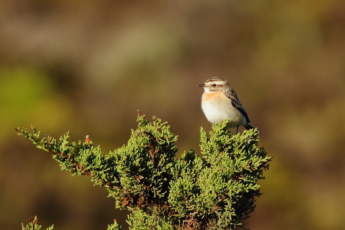 Whinchat - ML269436391