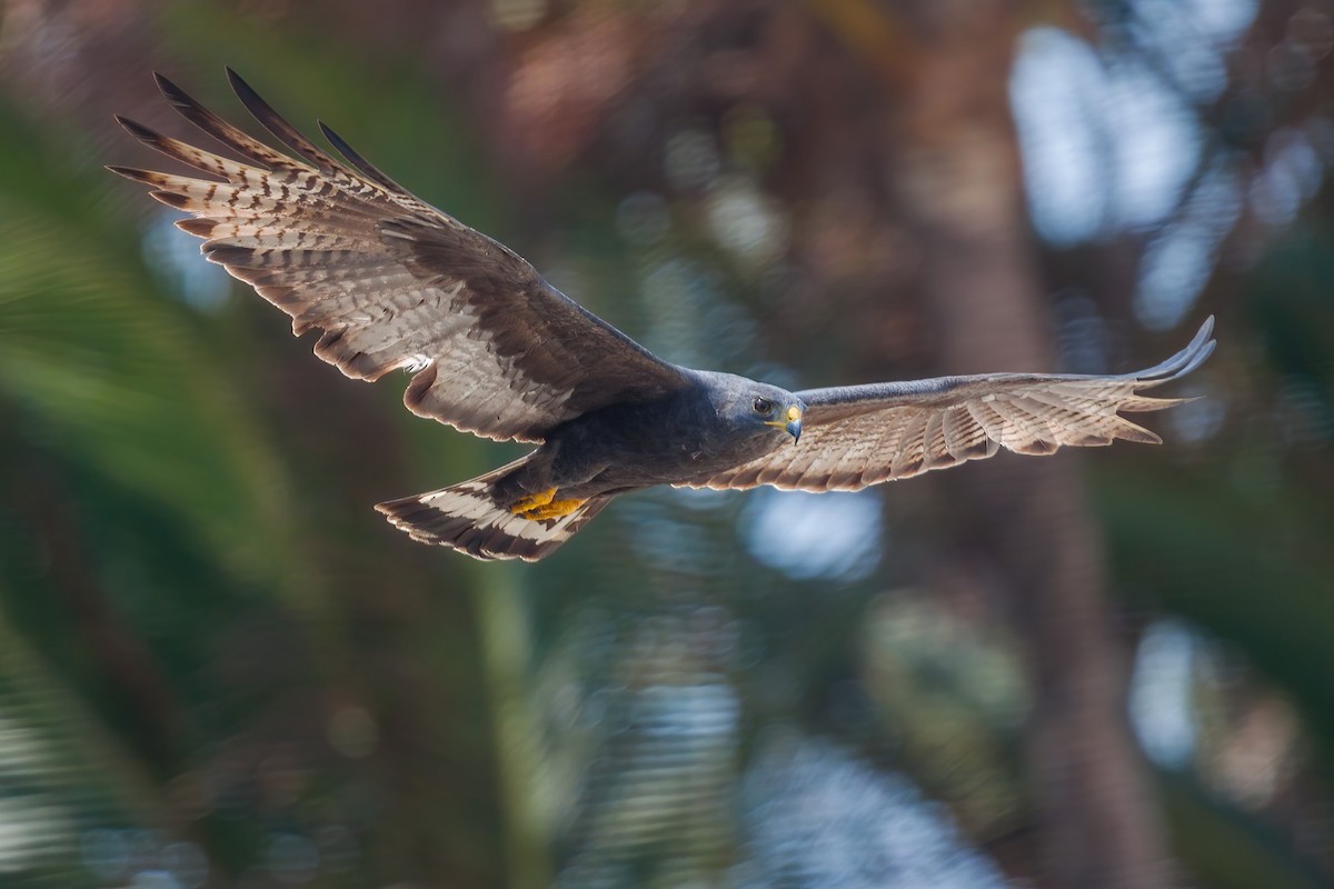 Zone-tailed Hawk - Yeray Seminario