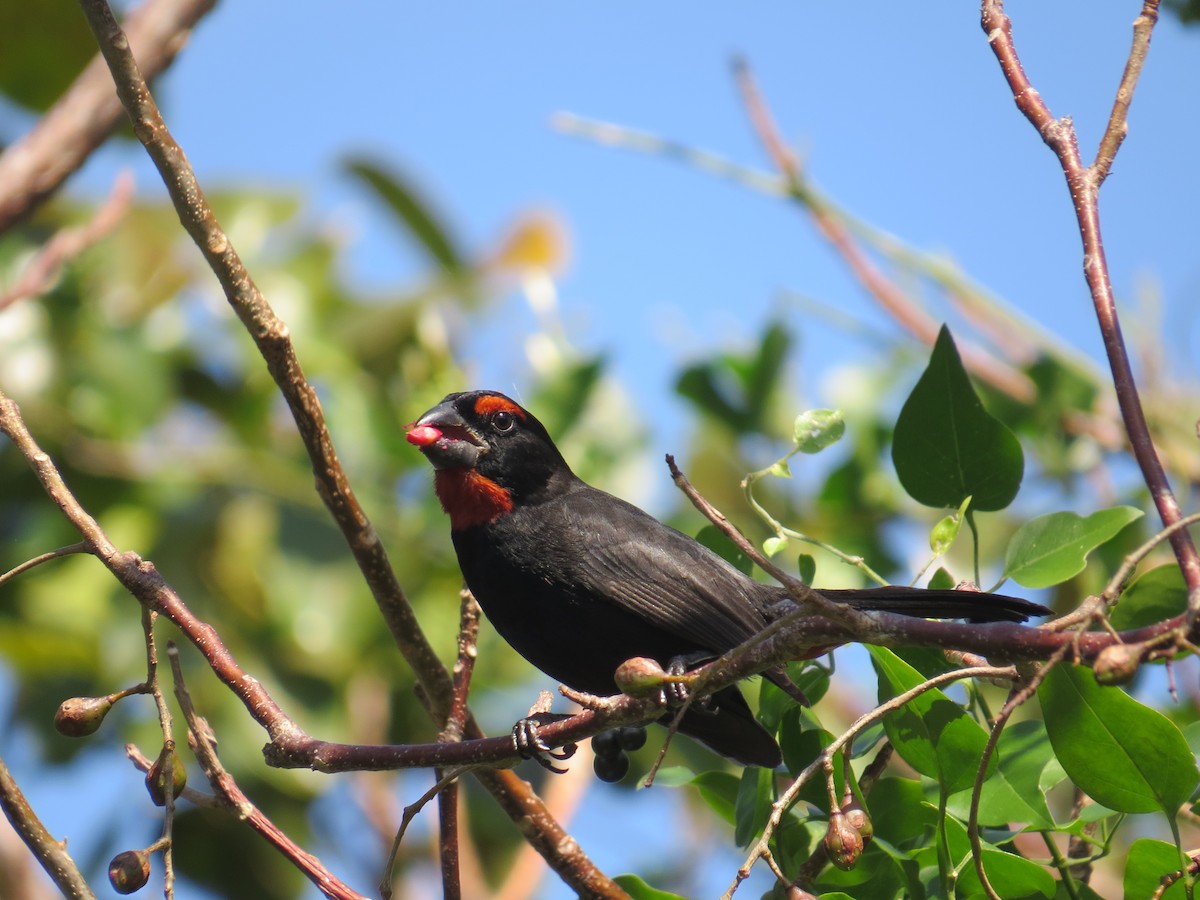 Greater Antillean Bullfinch - ML26944771