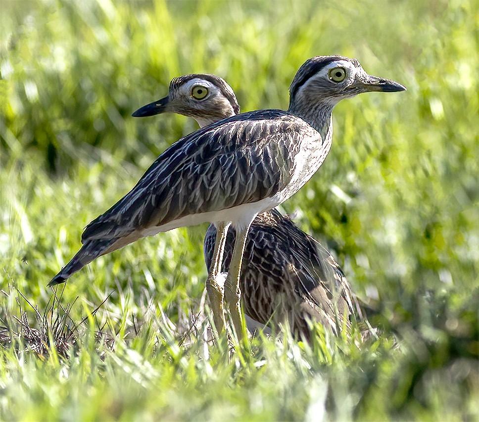 Double-striped Thick-knee - Brad Singer