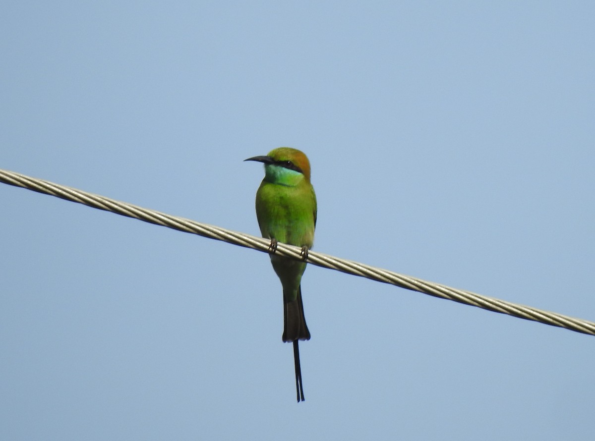 Asian Green Bee-eater - Mujeeb PM