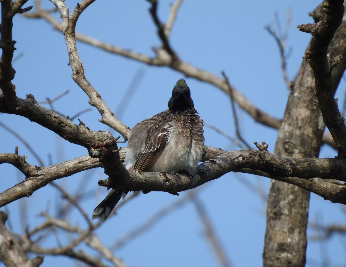 Red-vented Bulbul - ML269453111