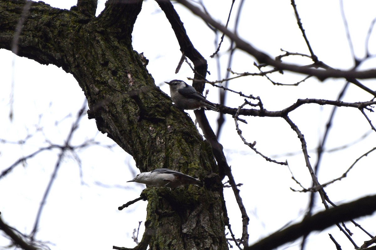 White-breasted Nuthatch - ML26945421
