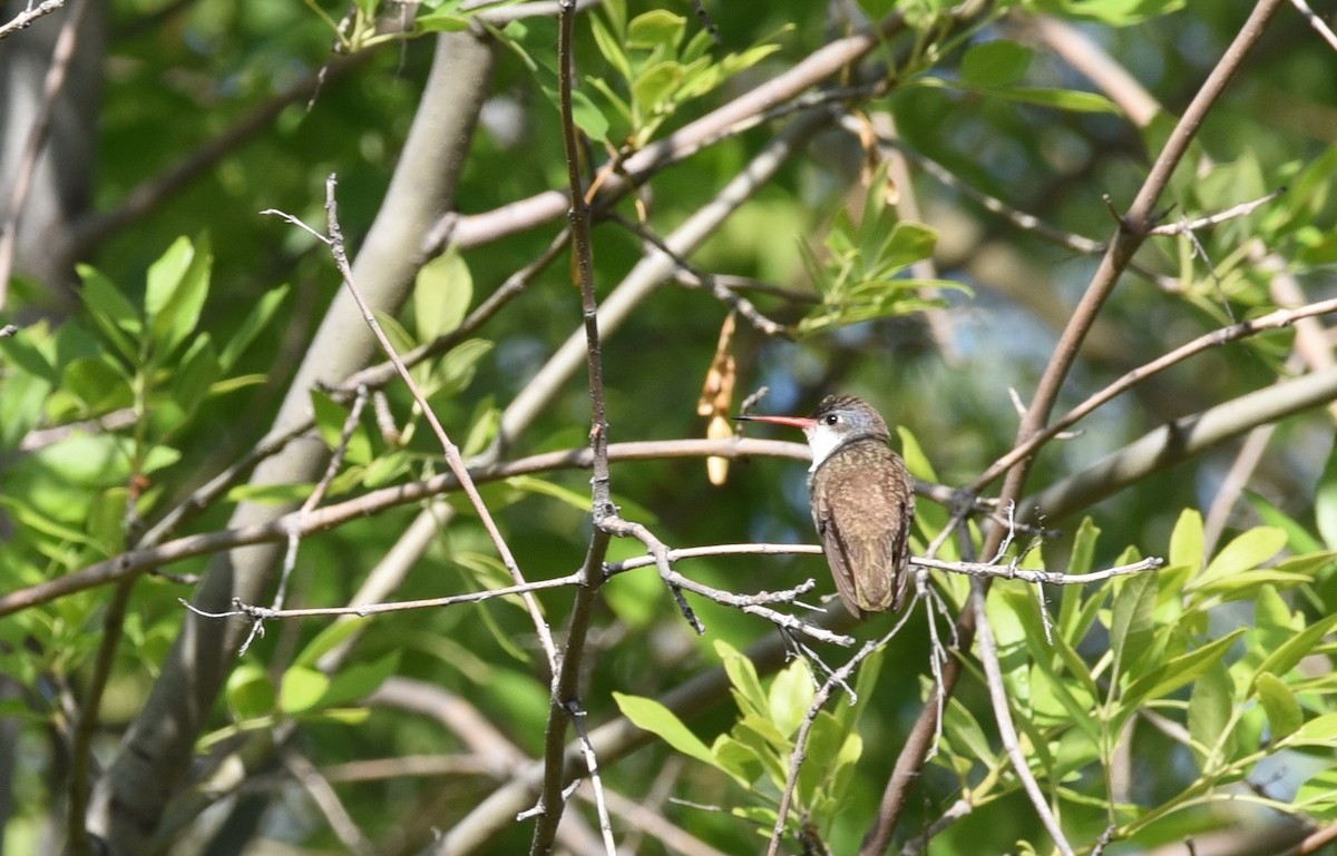 Violet-crowned Hummingbird - Cheryl Kelly