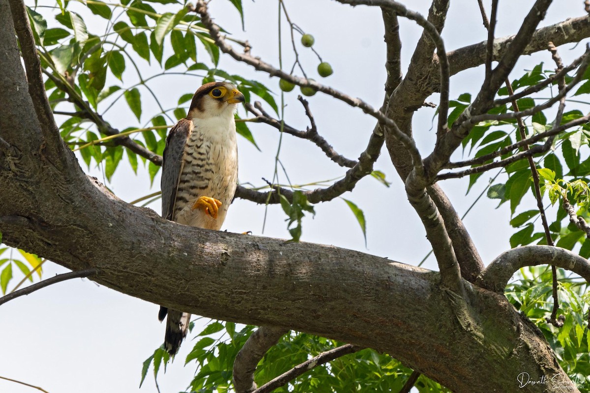 Red-necked Falcon - Pratap Gurung