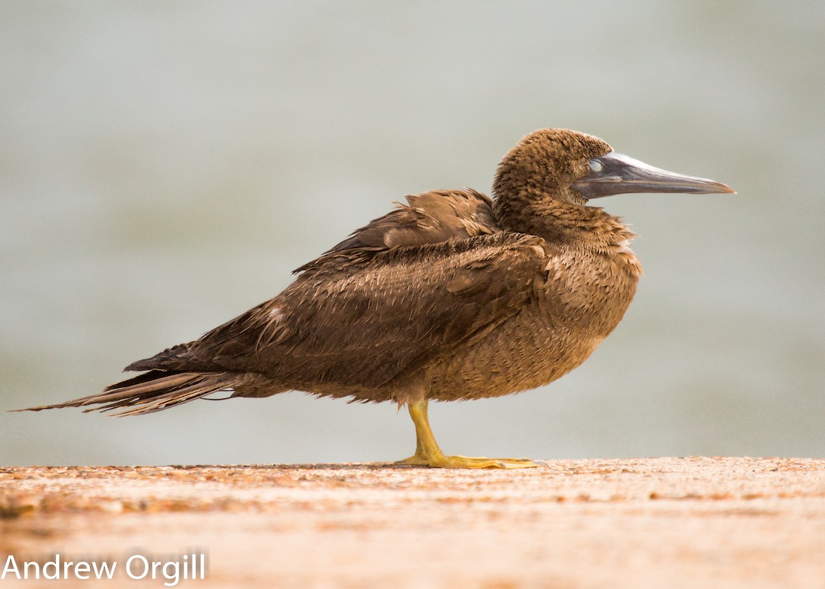 Brown Booby - ML26946021