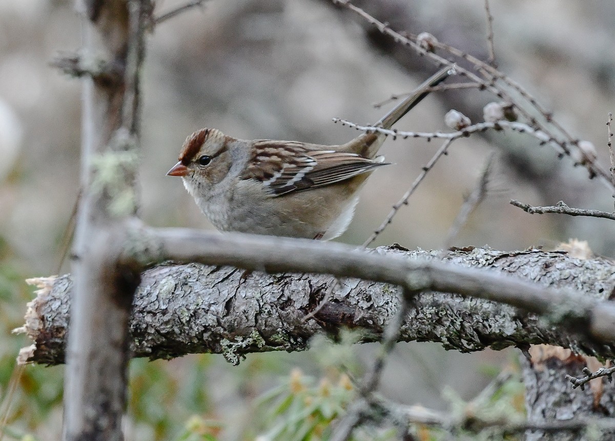 White-crowned Sparrow - thomas berriman