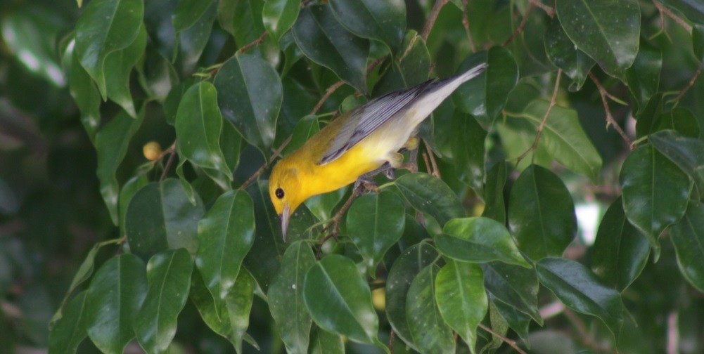 Prothonotary Warbler - Jesús M. Solano Rubio