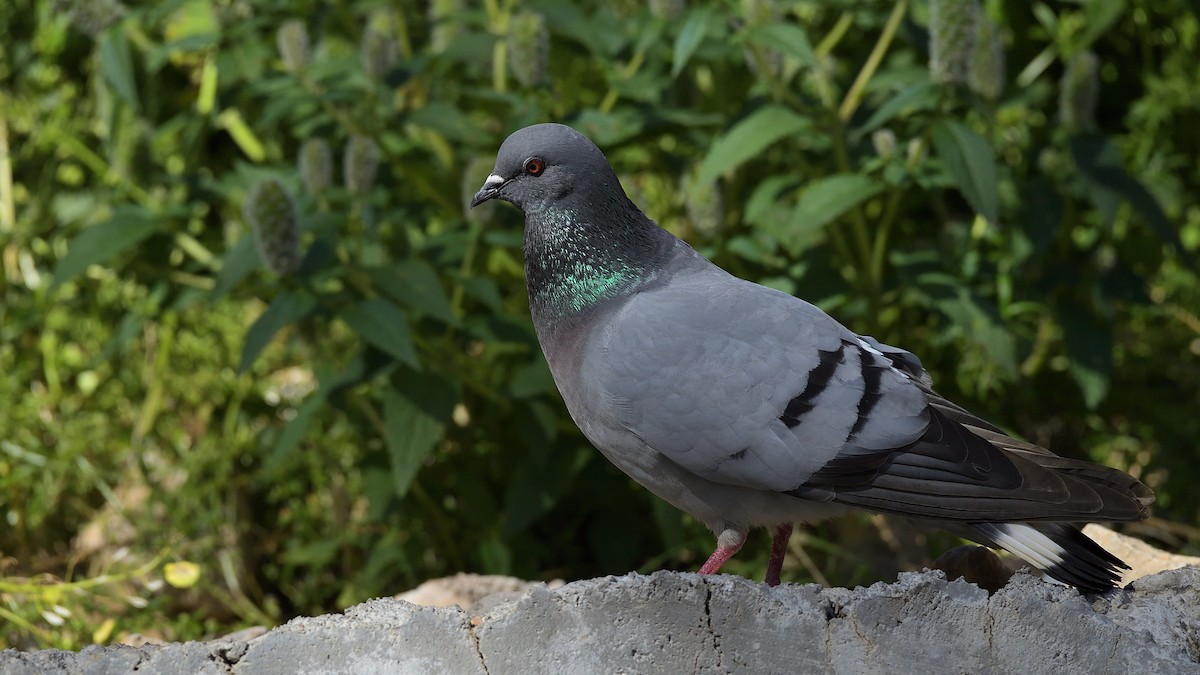 Pigeon des rochers - ML269478561