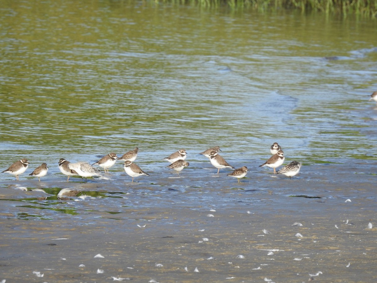 Semipalmated Plover - ML269479921