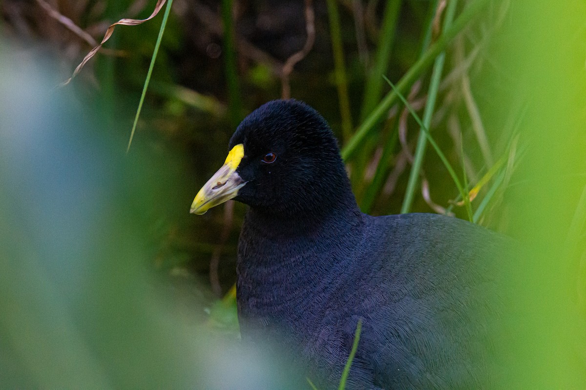 White-winged Coot - ML269480531