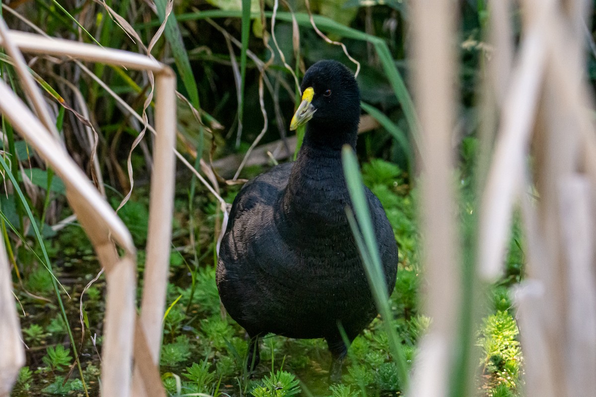 White-winged Coot - ML269480561