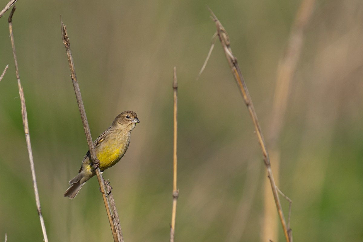 Grassland Yellow-Finch - Pablo Ramos