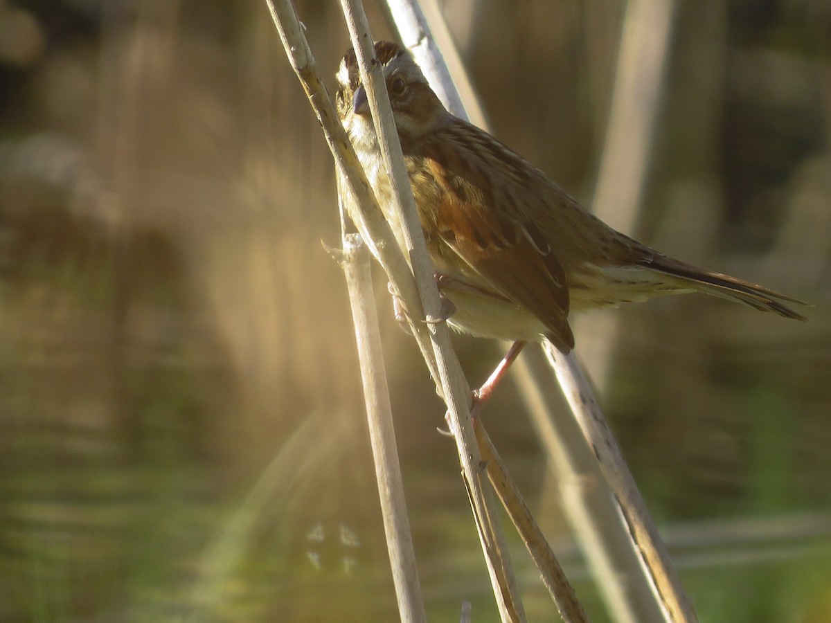 Swamp Sparrow - ML269480901