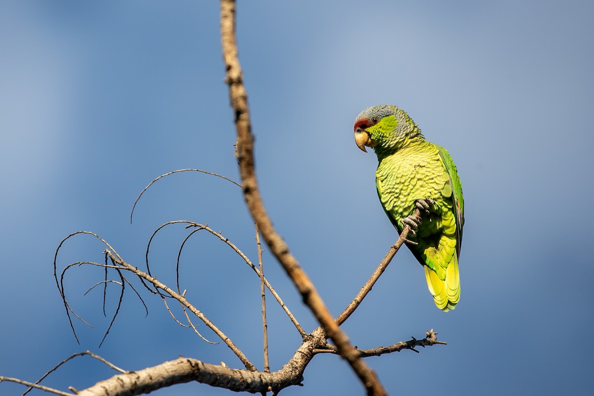 Lilac-crowned Parrot - ML269483941