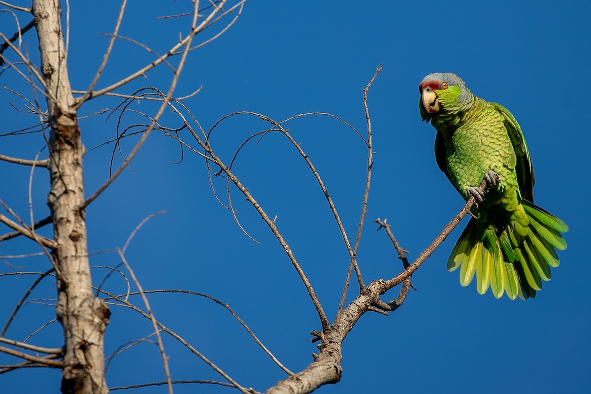 Lilac-crowned Parrot - ML269483971