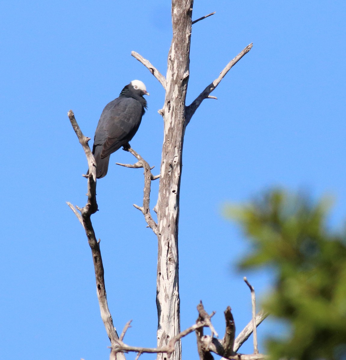 White-crowned Pigeon - ML26948741