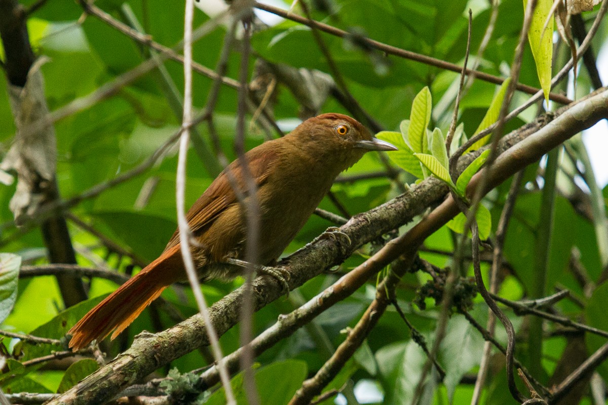 Chestnut-crowned Foliage-gleaner - Hernán Arias