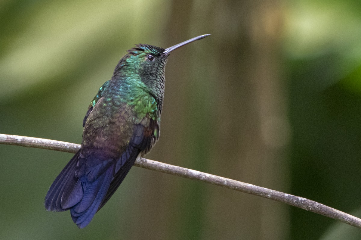 Blue-tailed Hummingbird - ML269505771