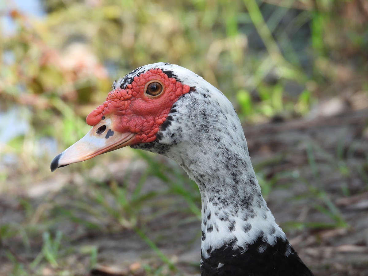 Muscovy Duck (Domestic type) - John  Paalvast
