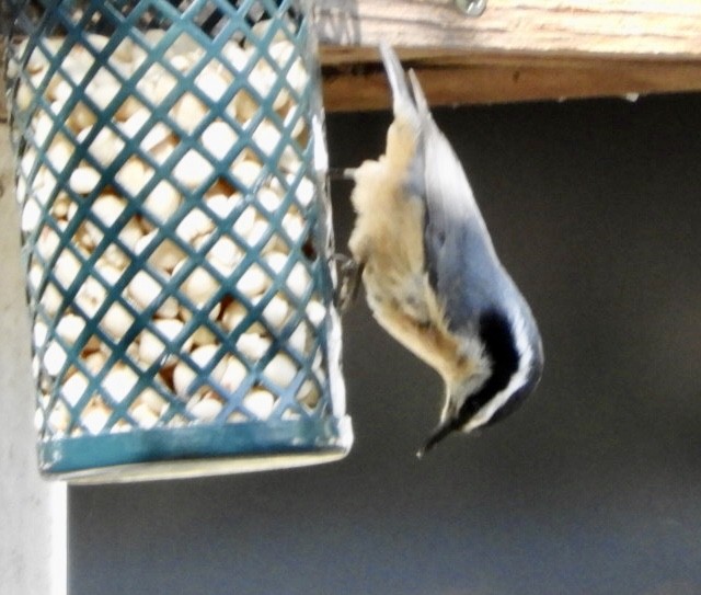 Red-breasted Nuthatch - ML269507561