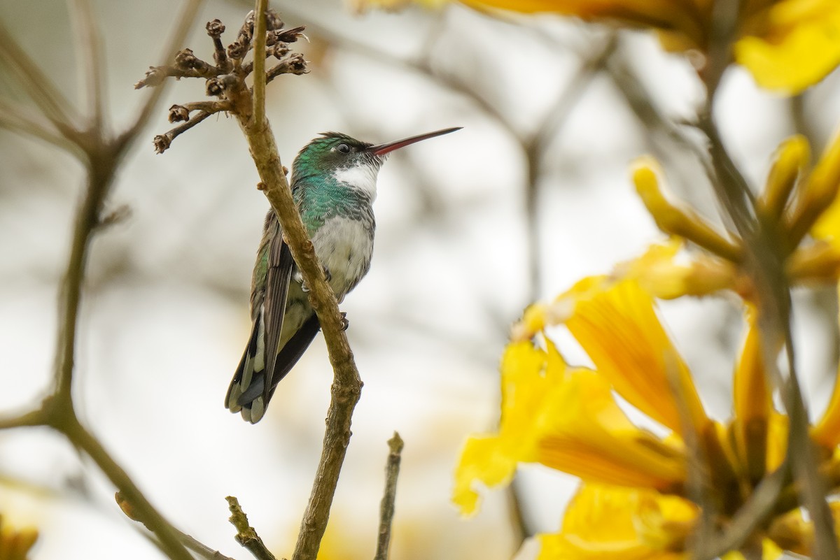 White-throated Hummingbird - ML269515951