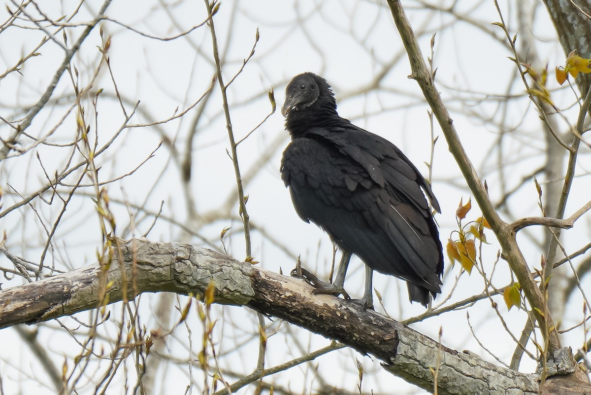 Black Vulture - ML269516001