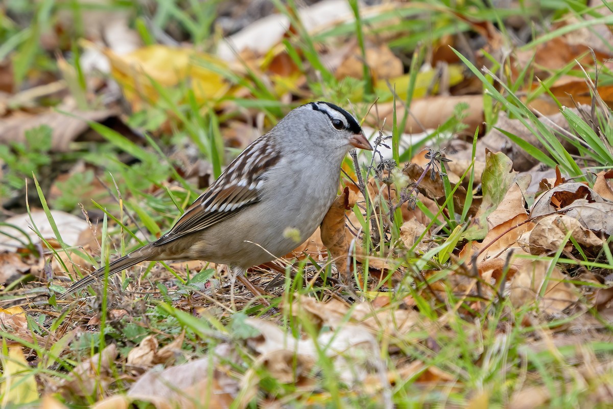 White-crowned Sparrow - Larry Master