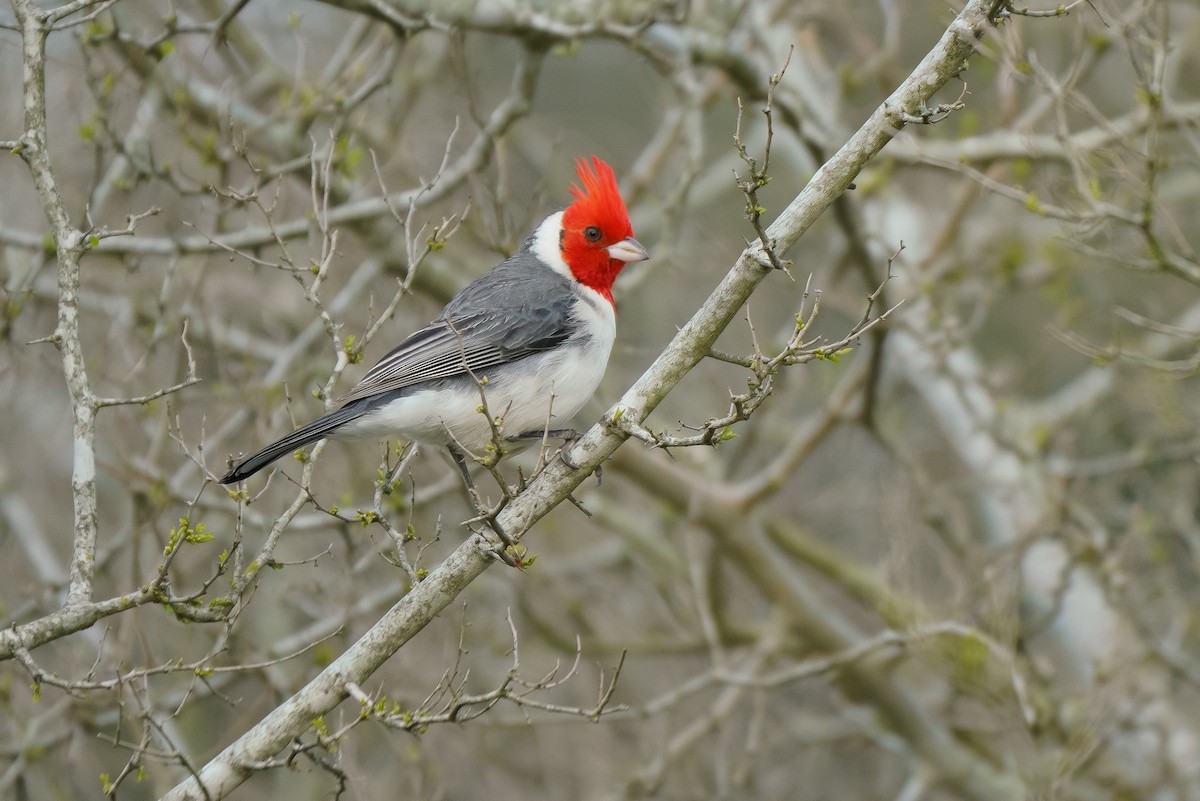 Red-crested Cardinal - Luis Piñeyrua