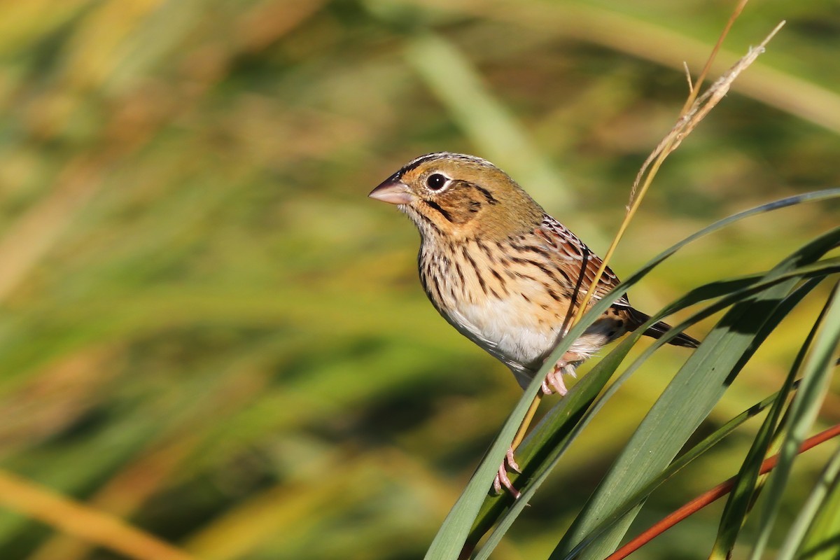 Henslow's Sparrow - ML269519541