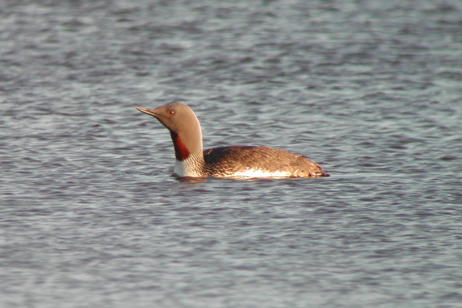 Red-throated Loon - Cory Gregory