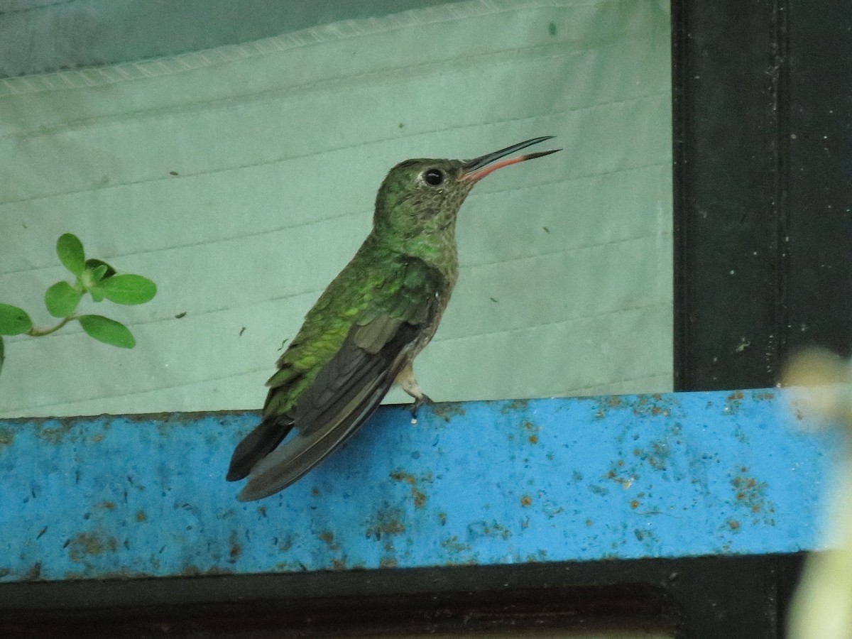 Scaly-breasted Hummingbird (Cuvier's) - Juan Carlos Albero