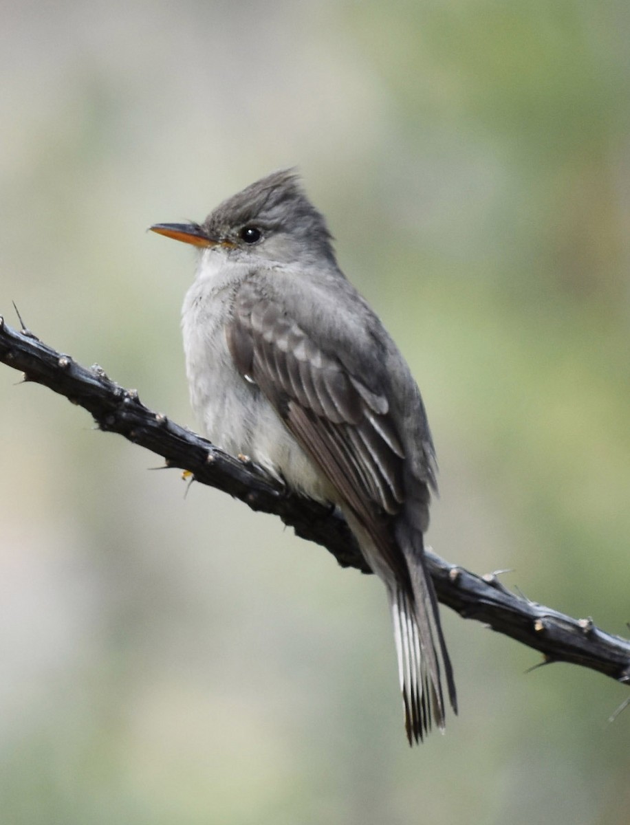 Greater Pewee - Jenny Vogt