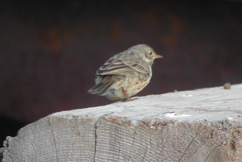 American Pipit - Cory Gregory