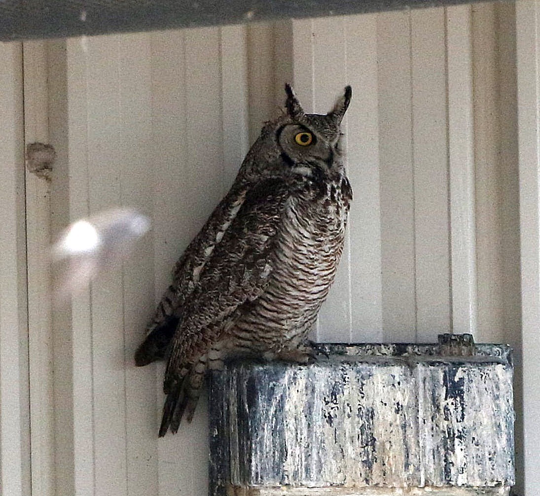 Great Horned Owl - ML26953221