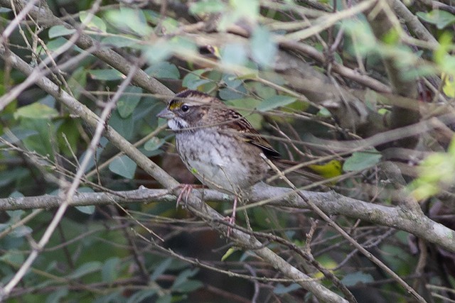 White-throated Sparrow - ML269537961