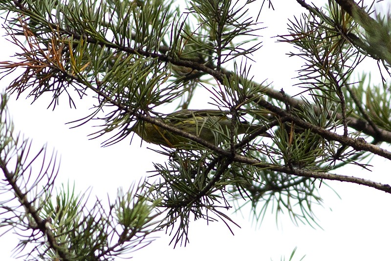Cape May Warbler - ML269538401