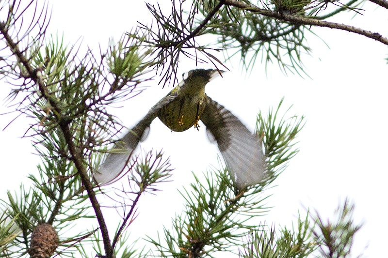 Cape May Warbler - ML269538411