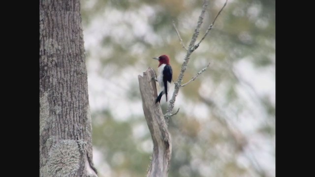 Red-headed Woodpecker - ML269541331