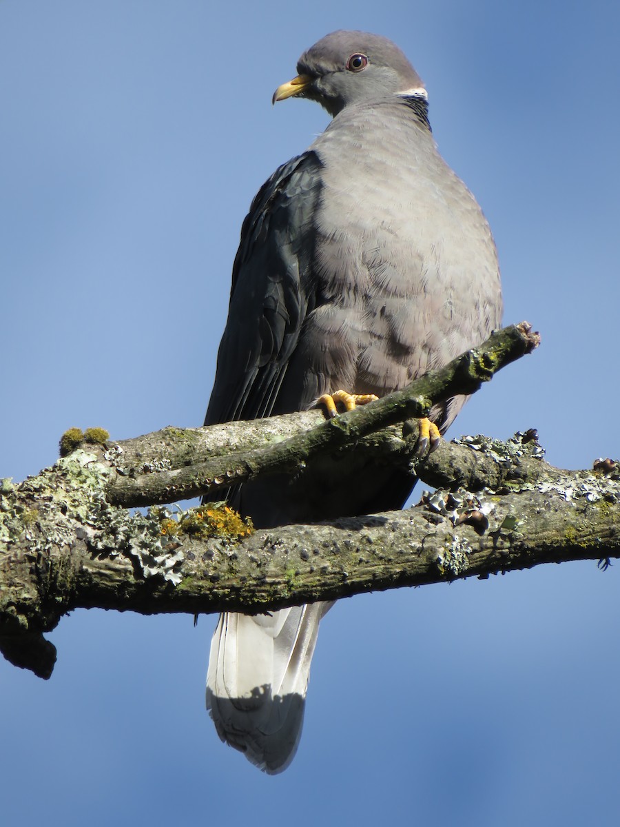 Band-tailed Pigeon - Edison🦉 Ocaña