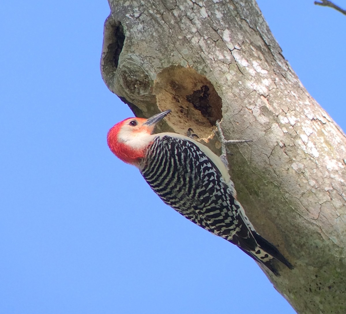 Red-bellied Woodpecker - Jennifer Miller