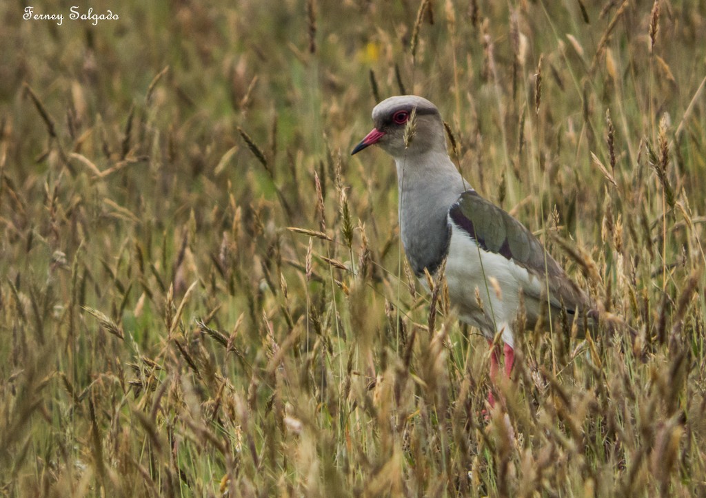 Andean Lapwing - ML26954631
