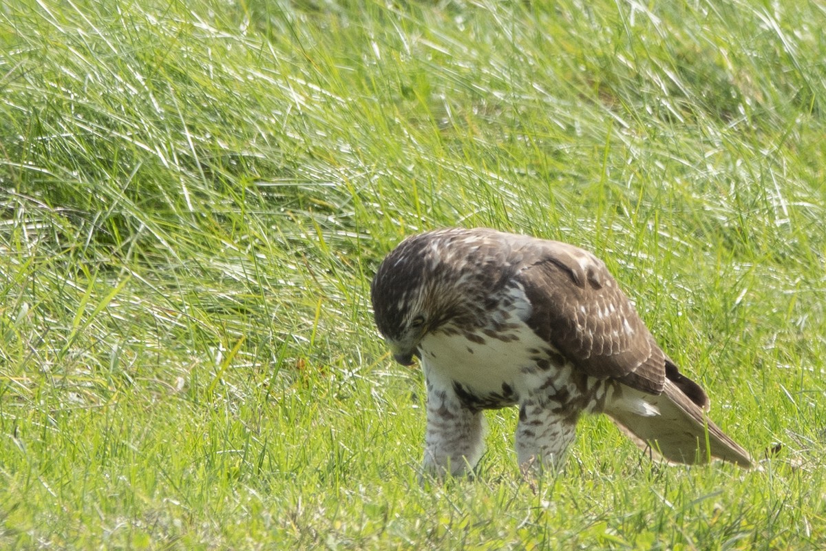 Red-tailed Hawk - ML269552191