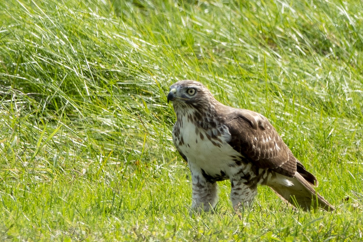 Red-tailed Hawk - ML269552231