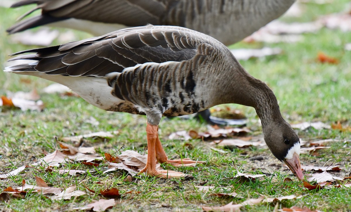 Greater White-fronted Goose - ML269552401