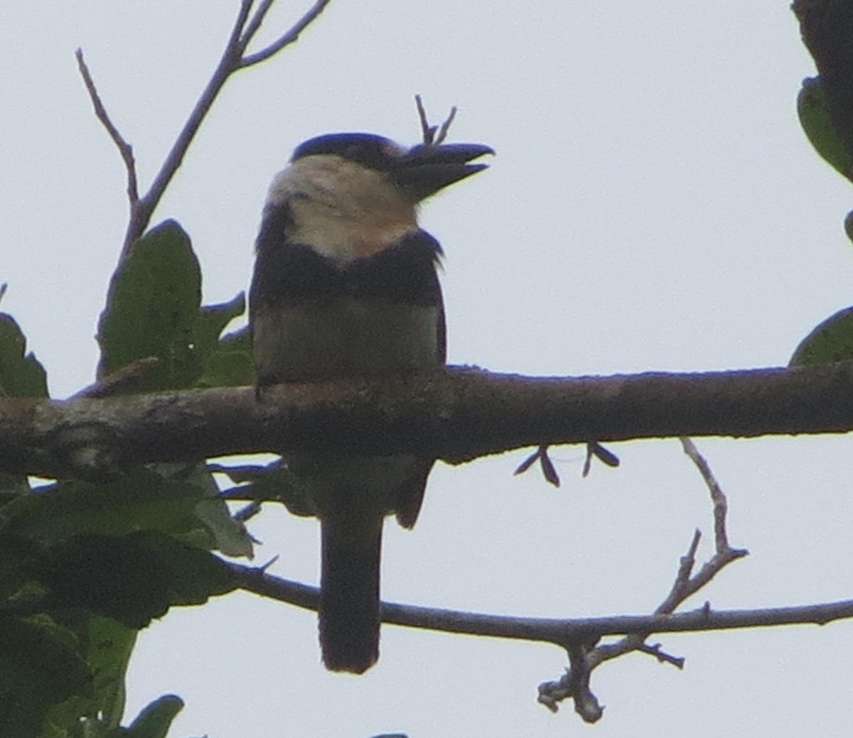 Guianan Puffbird - Elby Anderson A Silva