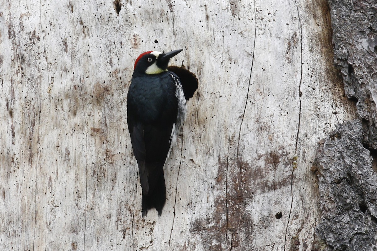 Acorn Woodpecker - Donna Pomeroy